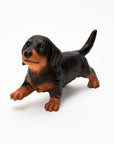 Animal Object Miniature Dachshund (Puppy)