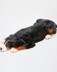 Animal Object Bernese Mountain Dog (lying down)